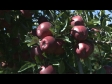 Apples Red Delicious 3 1284